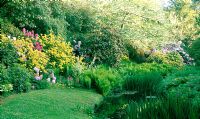 Scented yellow flowers of Rhodendron luteum beside the River Cerne with Davidia involucrata in background - Minterne Gardens, Dorchester, Dorset