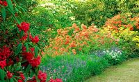 Hybrid Azaleas below the white bracts of Davidia involucrata - Minterne Gardens, Dorchester, Dorset