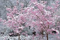 Prunus 'Matsumae Beni Yutaka' covered in snow