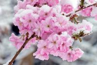 Prunus 'Matsumae Beni Yutaka' - Snow on flowers in April