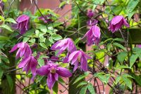 Clematis macropetala  'Rosy O'Grady'