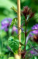 Convolvulus arvensis - Bindweed growing up bamboo cane