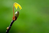 Liriodendron tulipifera - Emerging leaf and bud of a Tulip tree