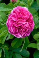 Rosa 'Charles de Mills'