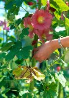 Removing diseased leaf from Alcaea 