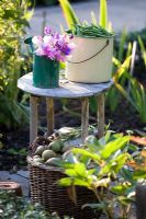 Sweet peas in small watering can and suger snaps in old bucket, pears in wicker basket on old wooden table