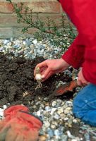 Planting Nerine bulbs