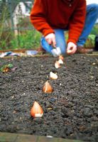 Planting tulip bulbs in row