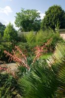 Sub tropical urban garden with drought tolerant planting of Phormium in flower and Trachycarpus 