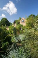 Sub tropical urban garden with drought tolerant planting of evergreen Phormiums and Palms