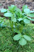 Solanum tuberosum 'Epicure' - Organic Potatoes with fresh grass clippings as a mulch