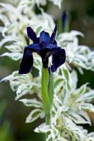 Iris chrysographes growing through Forsythia x intermedia 'Yosefa'