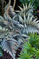 Athyrium niponicum var. pictum - Japanese Painted Fern