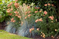 Achillea 'Fanal' syn. 'The Beacon' with Festuca glauca