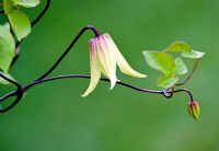 Clematis chiisanensis 'Lemon Bells' Atragene group, flowers later than rest, in early summer