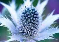 Eryngium giganteum - Herterton House, nr Cambo, Morpeth, Northumberland