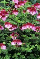 Pelargonium 'Tip Top Duet' AGM