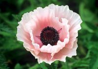 Papaver orientale 'Graue Witwe'