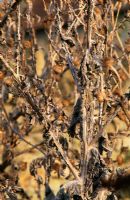 Onopordum acanthium seedhead - Scotch Thistle