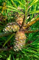 Pinus 'Pumila'