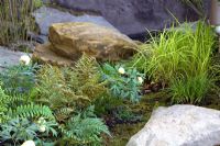 Ferns and Carex elata 'Aurea' - Bowles Golden Grass among large rocks in the 
I Dream I seek my Garden - KT Wong Charitable Trust. Design - Shao Fan
Chelsea Flower Show 2008. 

