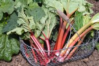 Harvested rhubarb of mixed heritage varieties in wire trug - Rheum x hybridum 'Early Champagne', 'Hawkes Champagne', 'Fenton Special', 'Cawood Surprise' and 'Bakers All Season'