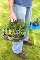 Man holding basket with herbs - Mentha x piperita 'Black Beauty', Salvia officinalis 'Icterina', Rosemary, Thymus citriodorum, and Parsley