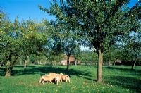 Organic pigs feeding in an old perry orchard