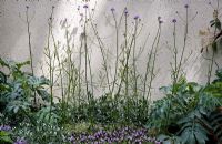Verbena bonariensis against textured wall with sun and shadows.  The Way Forward, Design - Zoe Cain, with Jim Buttress VMH and Jocelyn Armitage, Sponsor - St Joseph's Hospice and Perennial Gardeners' Royal Benevolent Fund