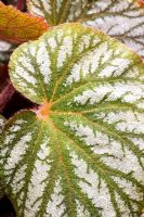 Begonia Siam species RHS Chelsea Flower Show.  Floral marquee.  Stand -  David Rhodes and John Rockliffe.  