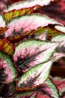 Begonia 'Red Tango' at RHS Chelsea Flower Show 2008.  Floral Marquee.  Stand -  David Rhodes  and John Rockliffe. 