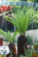 Dicksonia antarctica in contemporary garden with water feature at The Lloyds TSB Garden, Design Trevor Tooth, Sponsor LLoyds TSB - Chelsea Flower Show 2008
