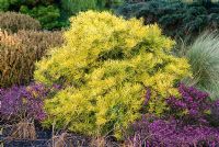 Abies concolor 'Wintergold'and Erica carnea 'Rosantha
 