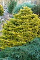 Abies nordmanniana 'Golden Spreader' and Juniperus in February
