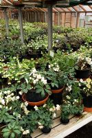 Glasshouse display of Helleborus x hybridus 