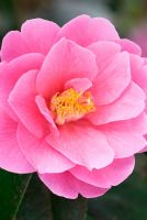 Camellia 'Inspiration' 