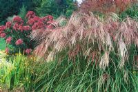 Miscanthus sinensis 'Flamingo' and Eupatorium maculatum 'Glutball' - Chinese Siver Grass and Joe-Pye Weed