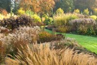 Autumn view of The Summer Garden, National Miscanthus Collection at The Bressingham Gardens, Norfolk - Miscanthus, Calamagrostis brachytricha, Leucanthemum x superbum 'Manhattan', Geranium x Rozanne, Eupatorium maculatum 'Glutball' and Cornus alba 'Aurea' in background