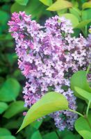 Syringa vulgaris 'Aurea' - Lilac