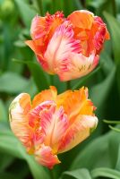 Tulipa 'Apricot Parrot'