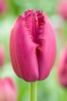 Tulipa 'Curly Sue' - Fringed Group