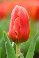 Tulipa 'Early Harvest' - Kaufmanniana Group