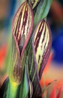 Arum - African Lily