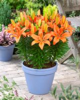 Lilium 'Orange Matrix'