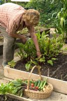 Woman picking Beta vulgaris - beetroot grown in raised bed