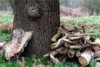 Dead branches from tree providing wildlife shelter in wood - The Gedgrave Estate, Butley, Suffolk