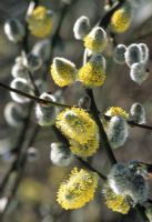 Salix caprea 'Kilmarnock' - Kilmarnock Willow 