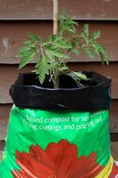 Young Tomato plant growing in recycled compost bag against a shed wall