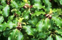 Pittosporum tenuifolium in flower