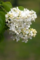 Syringa vulgaris 'Primrose'